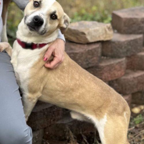 Enlarge Bernie, a Adoptable mixed breed in Leesburg, AL image 1/4