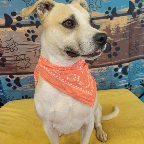 Enlarge Bernie, a Adoptable mixed breed in Leesburg, AL image 2/5