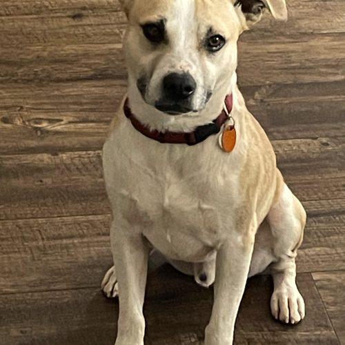 Enlarge Bernie, a Adoptable mixed breed in Leesburg, AL image 3/5