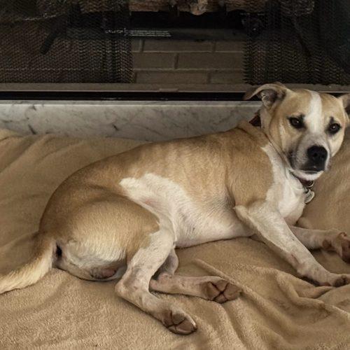 Enlarge Bernie, a Adoptable mixed breed in Leesburg, AL image 4/5