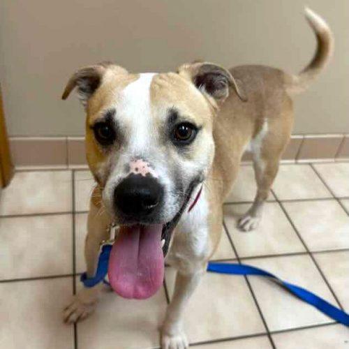 Enlarge Bernie, a Adoptable mixed breed in Leesburg, AL image 2/4