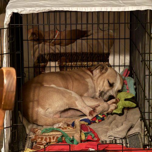 Enlarge Bernie, a Adoptable mixed breed in Leesburg, AL image 3/4