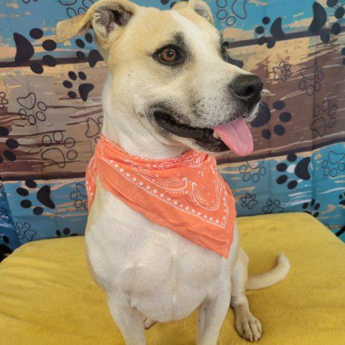 Enlarge Bernie, a Adoptable mixed breed in Leesburg, AL image 5/5