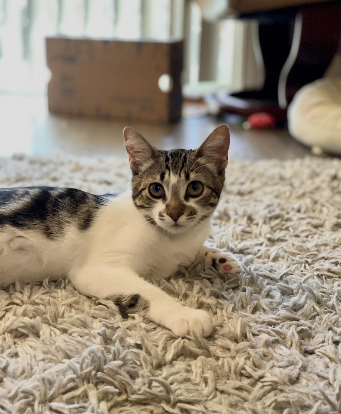 Parker + Jeffy (courtesy), Adoptable, Young Female Domestic Short Hair.