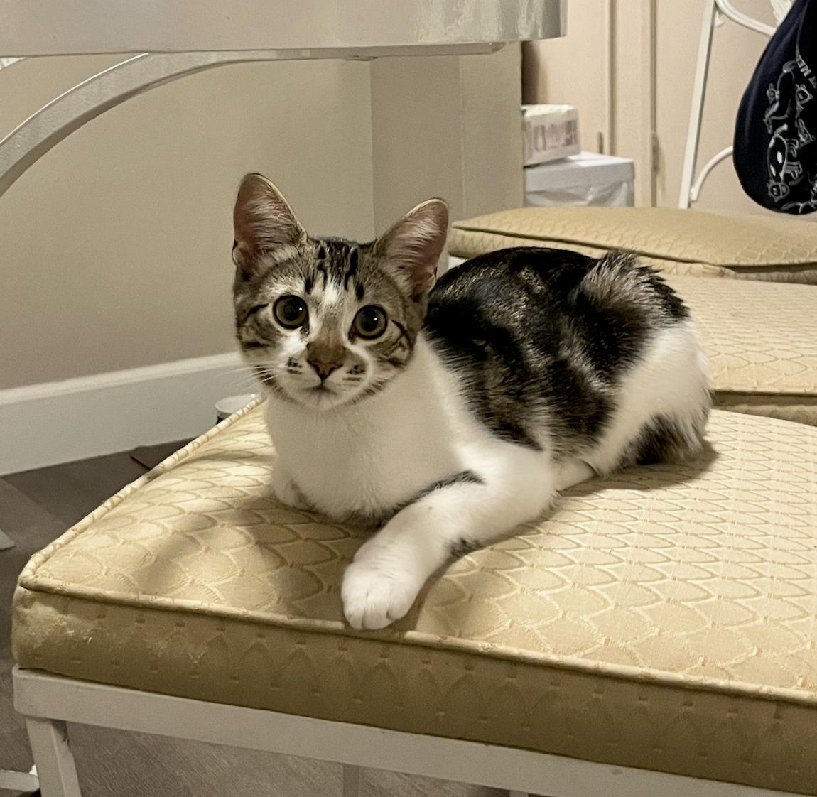 Enlarge Parker + Jeffy (courtesy), a Adoptable Domestic Short Hair in Davis, CA image 2/3