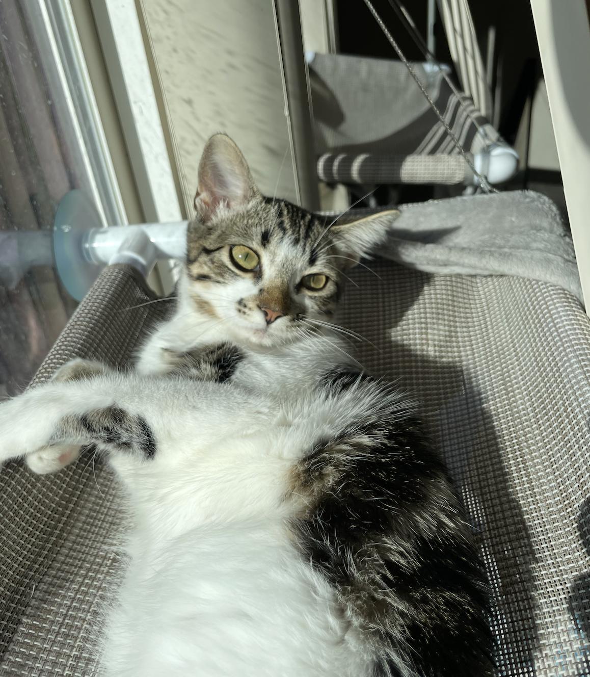 Enlarge Parker + Jeffy (courtesy), a Adoptable Domestic Short Hair in Davis, CA image 3/3