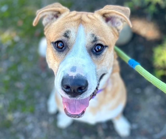 Enlarge TYREESE, a Adoptable mixed breed in Santa Rosa, CA image 1/1