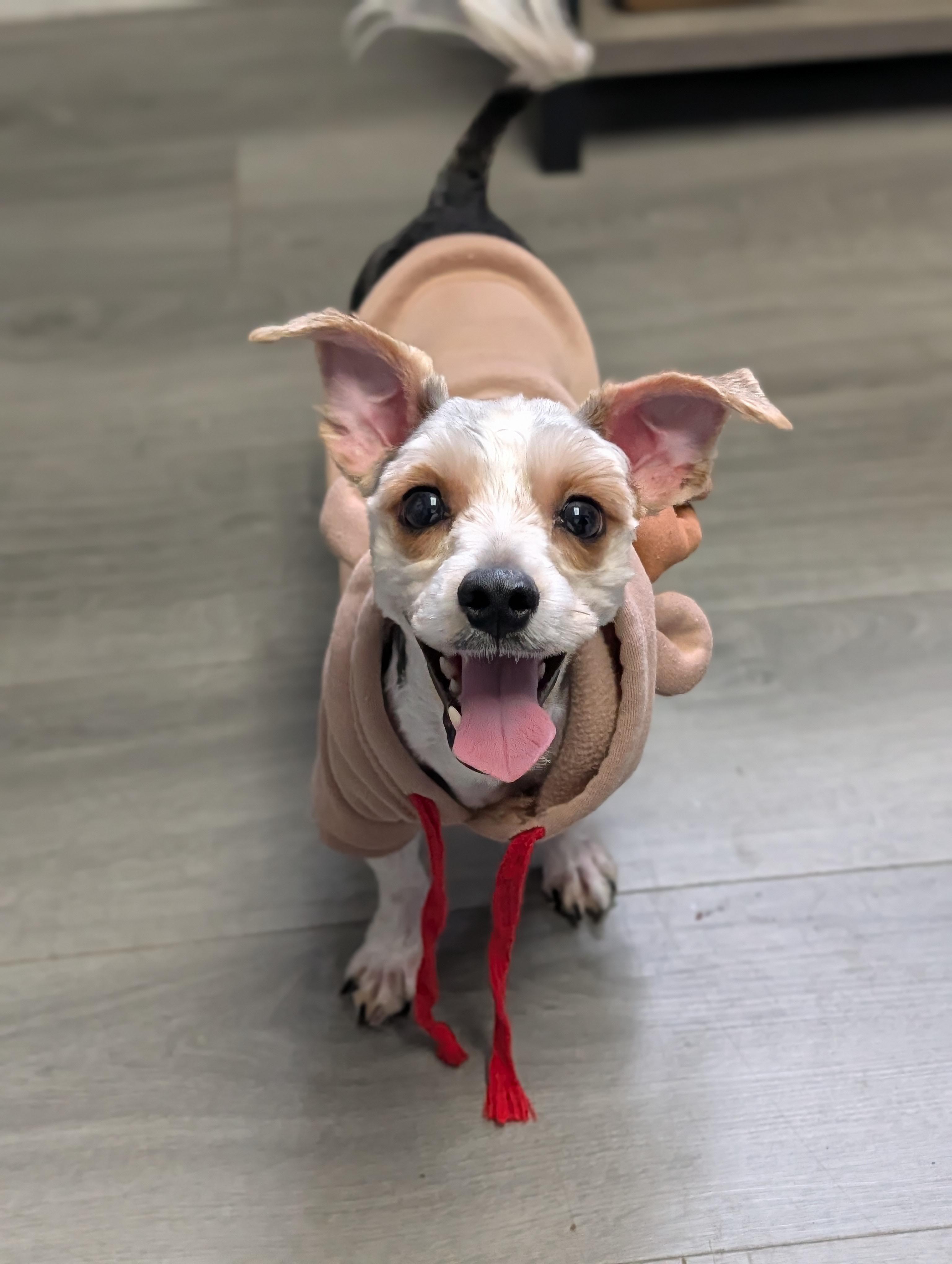Enlarge Ruffles, a Adoptable mixed breed in Plainfield, NJ image 2/3
