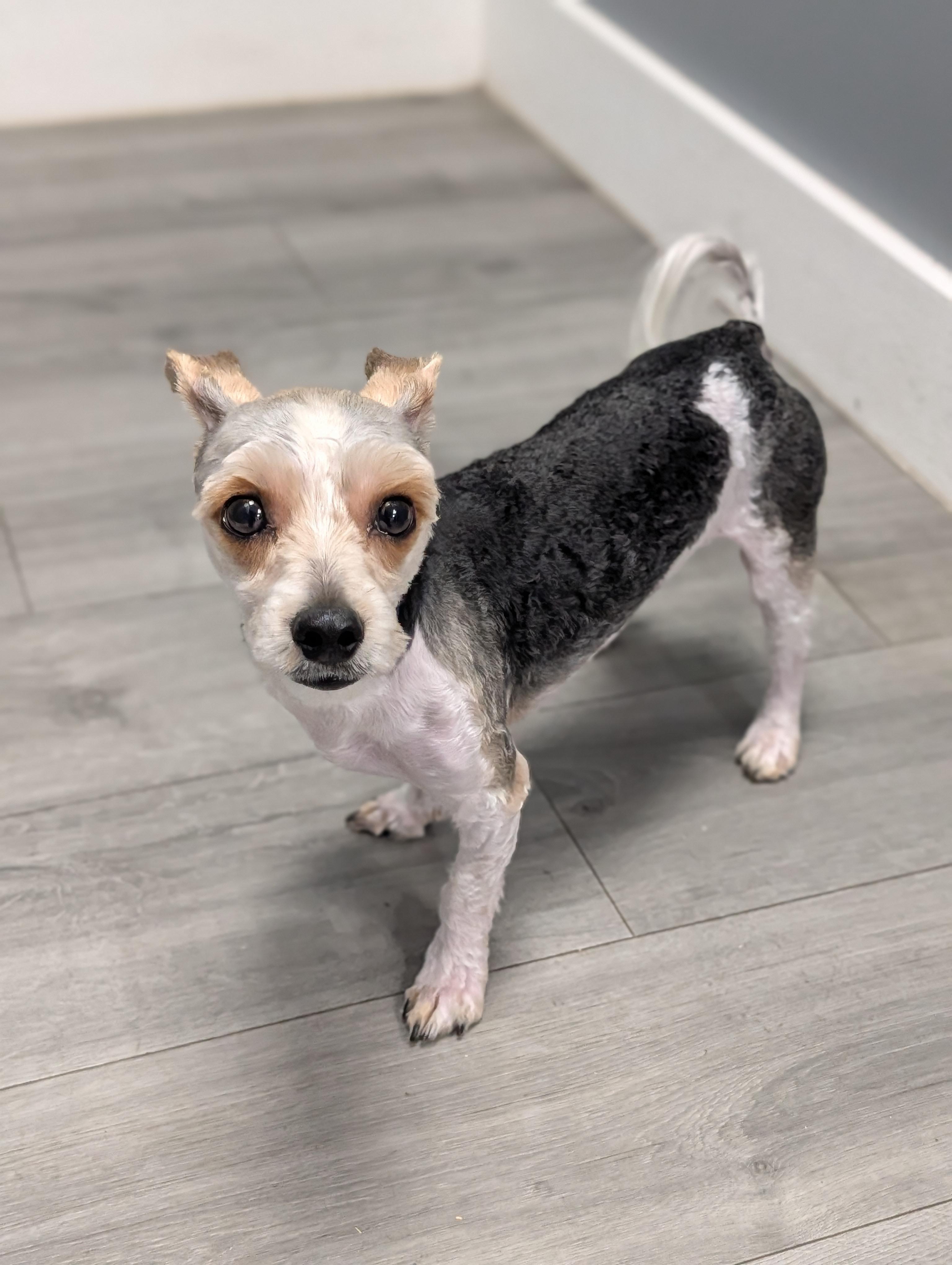 Enlarge Ruffles, a Adoptable mixed breed in Plainfield, NJ image 3/3