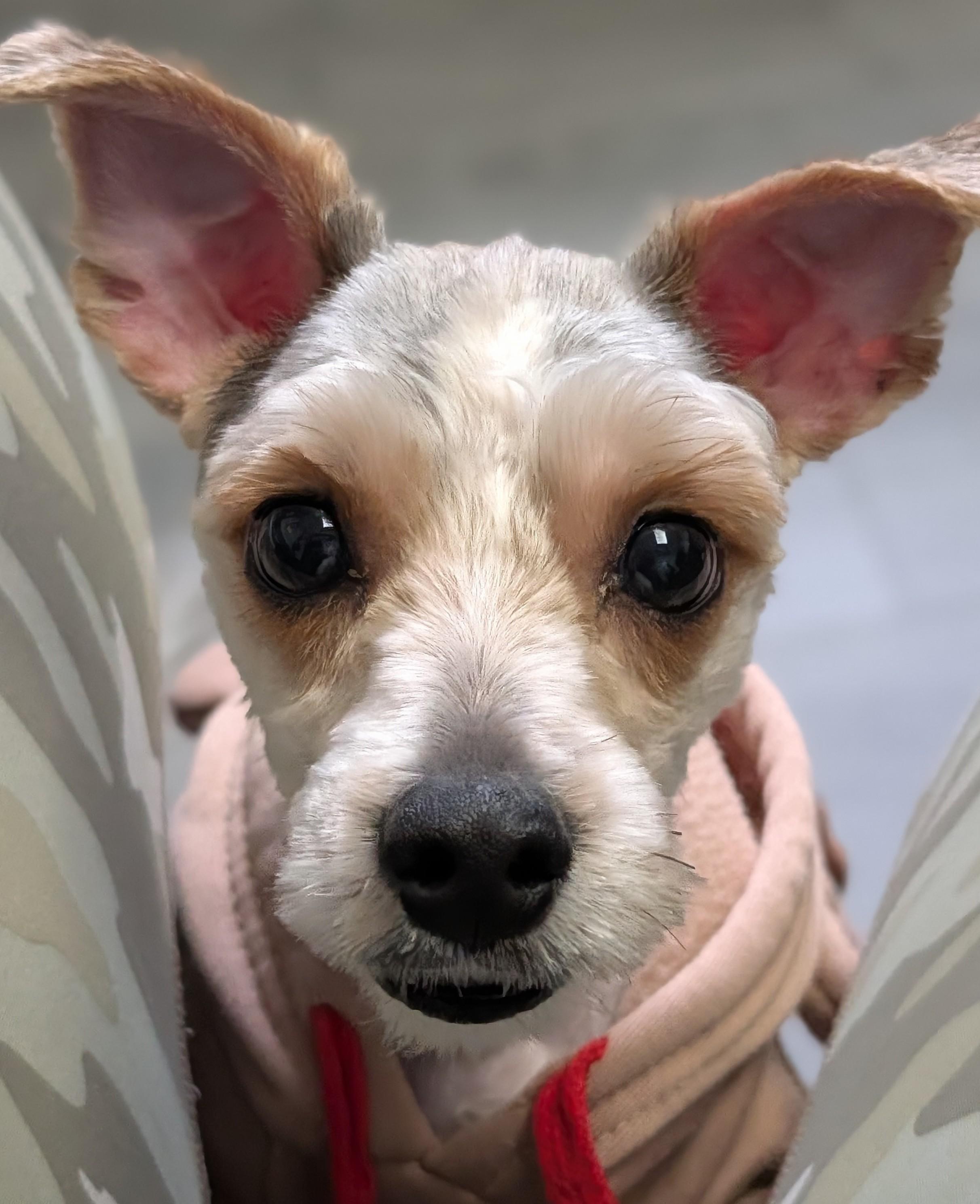 Enlarge Ruffles, a Adoptable mixed breed in Plainfield, NJ image 1/3