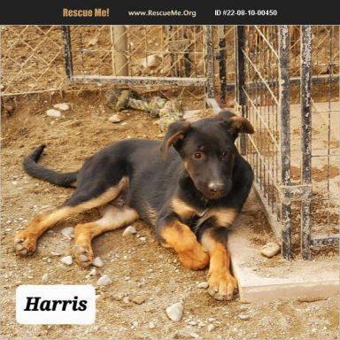 Harris, an adoptable Belgian Shepherd / Malinois & Labrador Retriever Mix in Wrightwood, CA_image-1