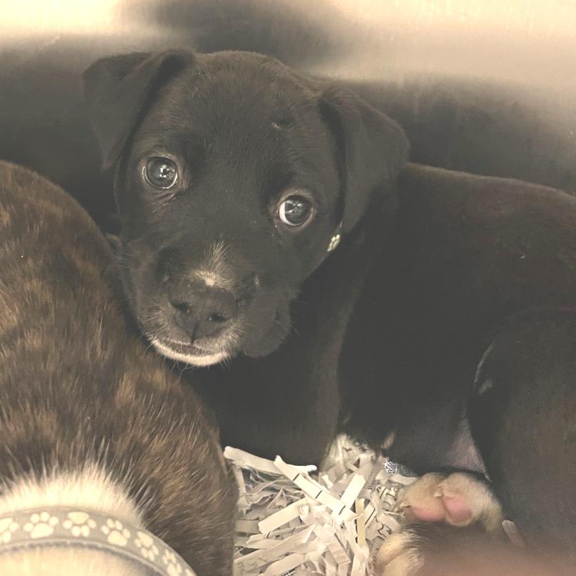 Byron, Adoptable, Puppy Male Pit Bull Terrier.