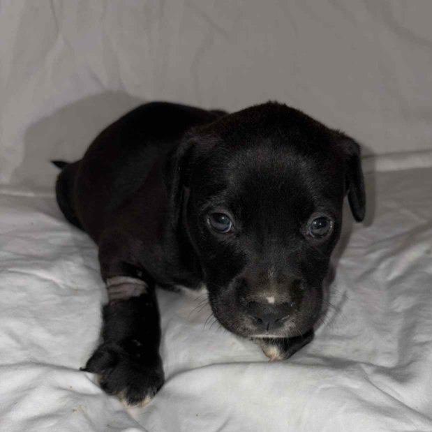 Enlarge Byron, a Adoptable Pit Bull Terrier in East Saint Louis, IL image 2/3