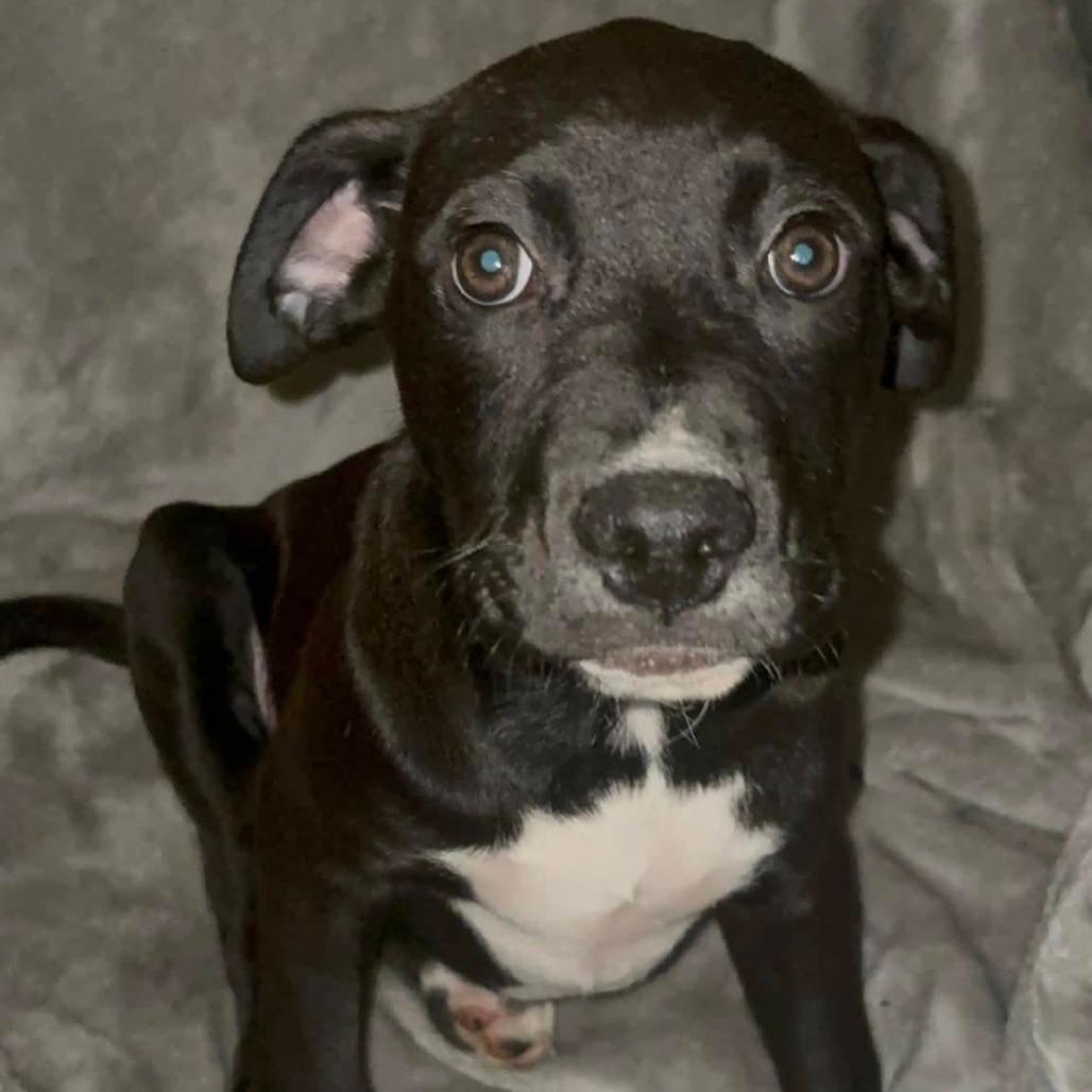 Enlarge Byron, a Adoptable Pit Bull Terrier in East Saint Louis, IL image 3/3