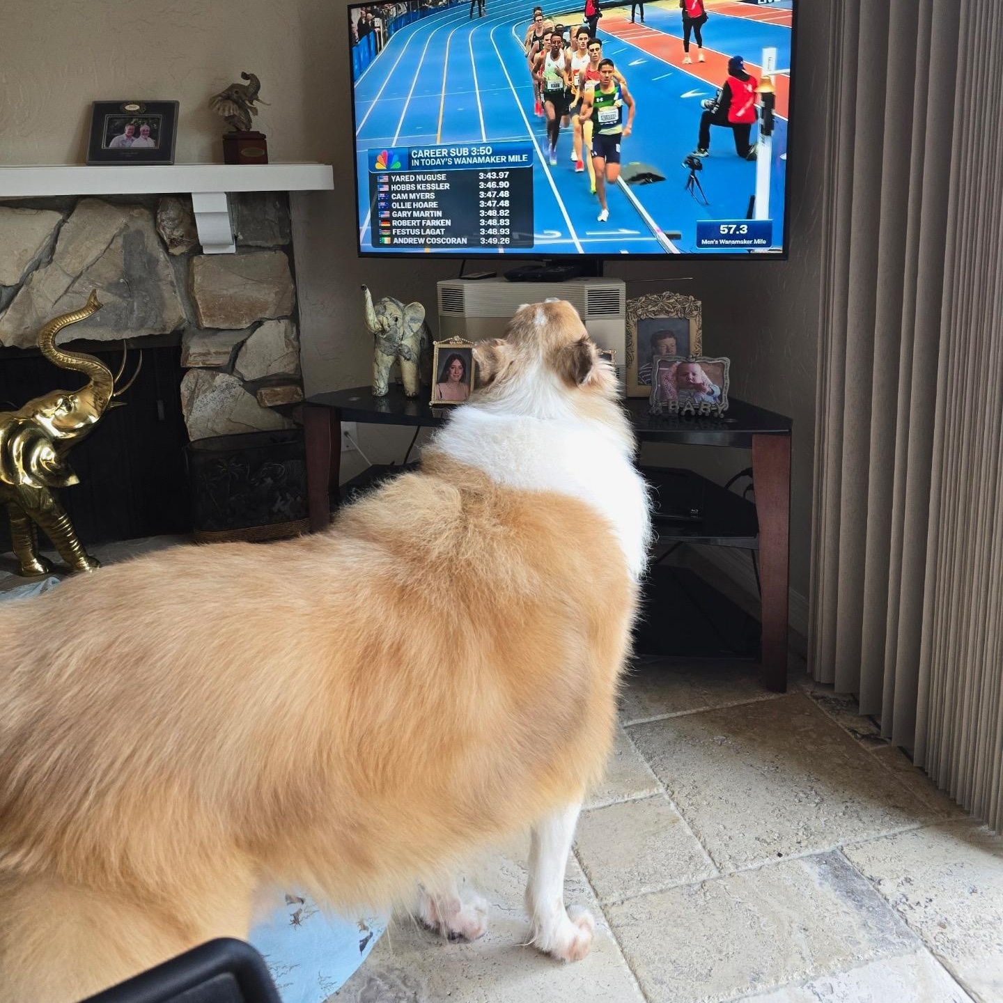 Enlarge Charlie, a ADOPTABLE Collie in Riverside, CA image 4/4