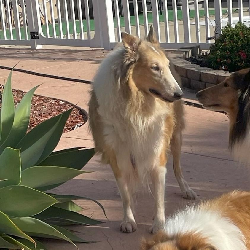 Enlarge Charlie, a ADOPTABLE Collie in Riverside, CA image 3/4