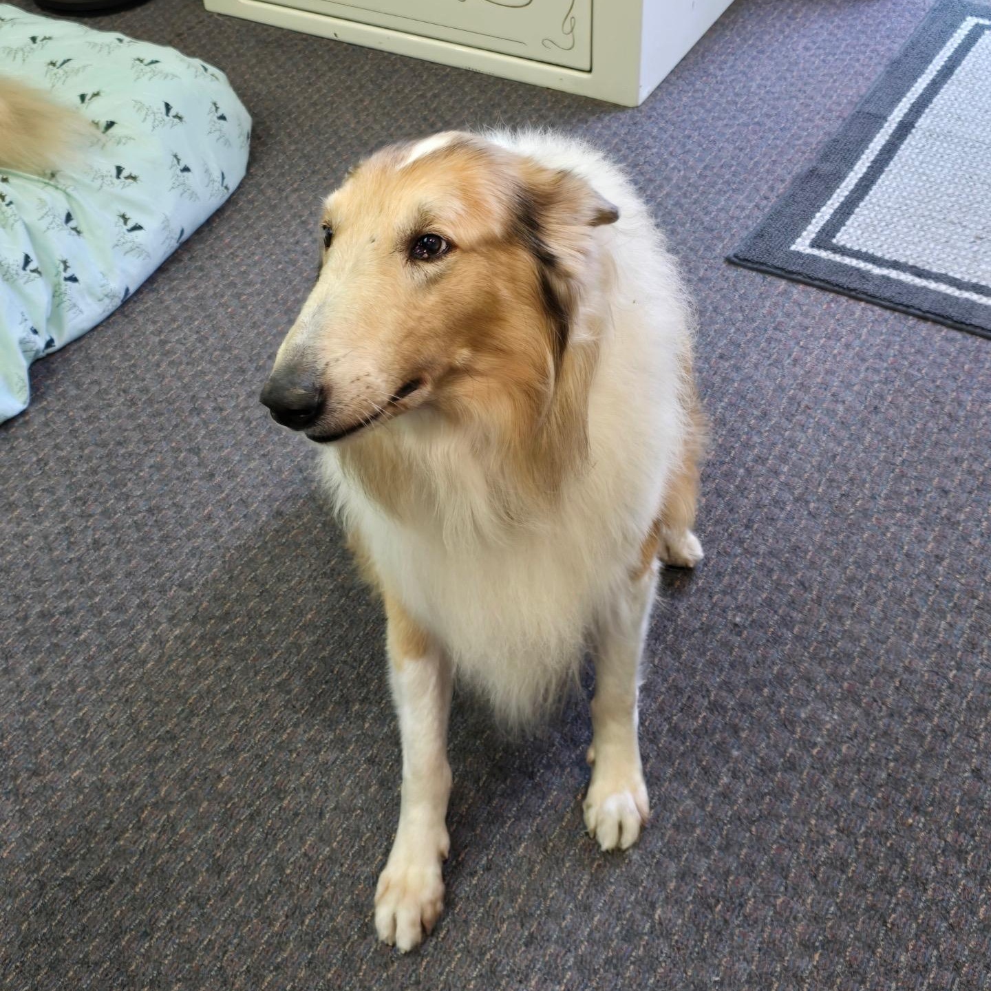 Enlarge Charlie, a ADOPTABLE Collie in Riverside, CA image 2/4