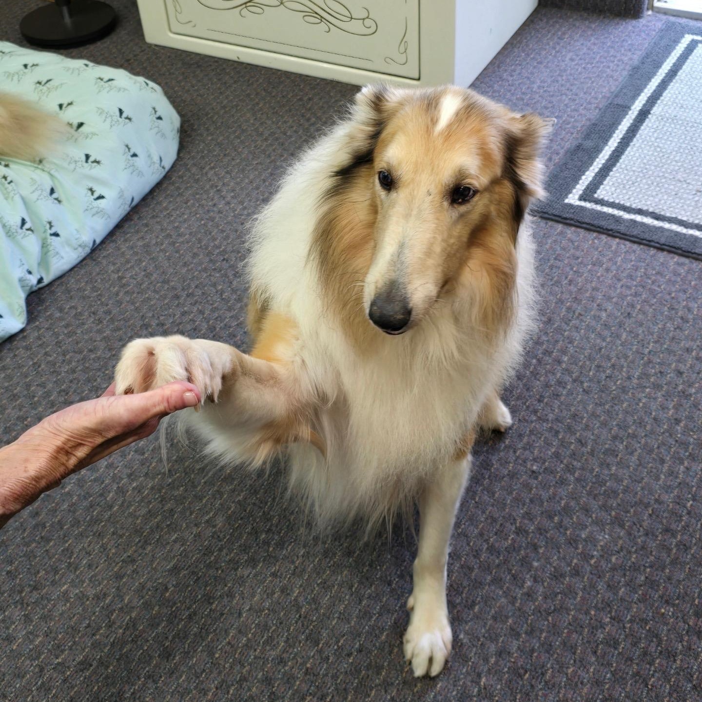 Enlarge Charlie, a ADOPTABLE Collie in Riverside, CA image 1/4