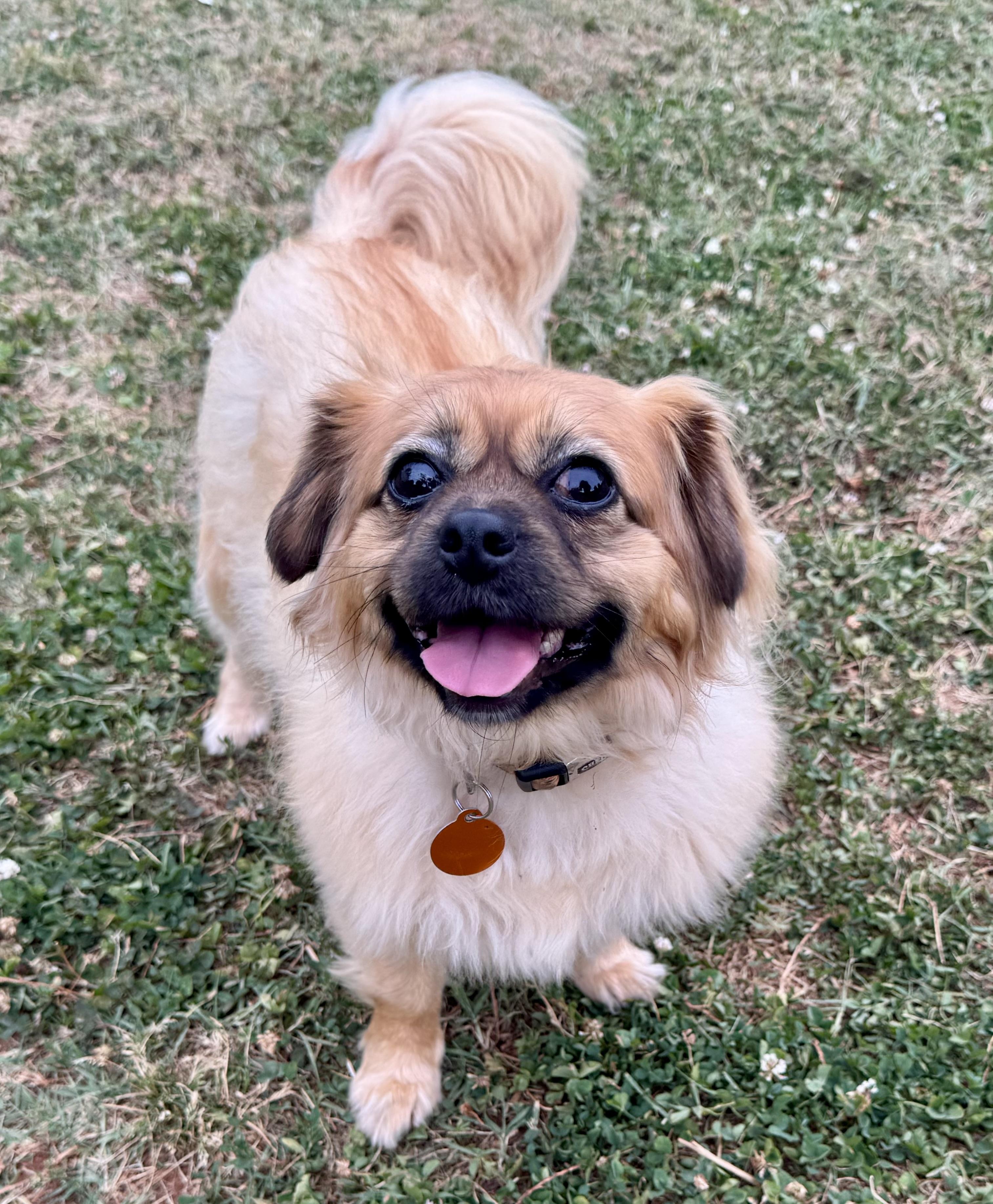 Ginger, a ADOPTABLE mixed breed in Maiden, NC image 1/6