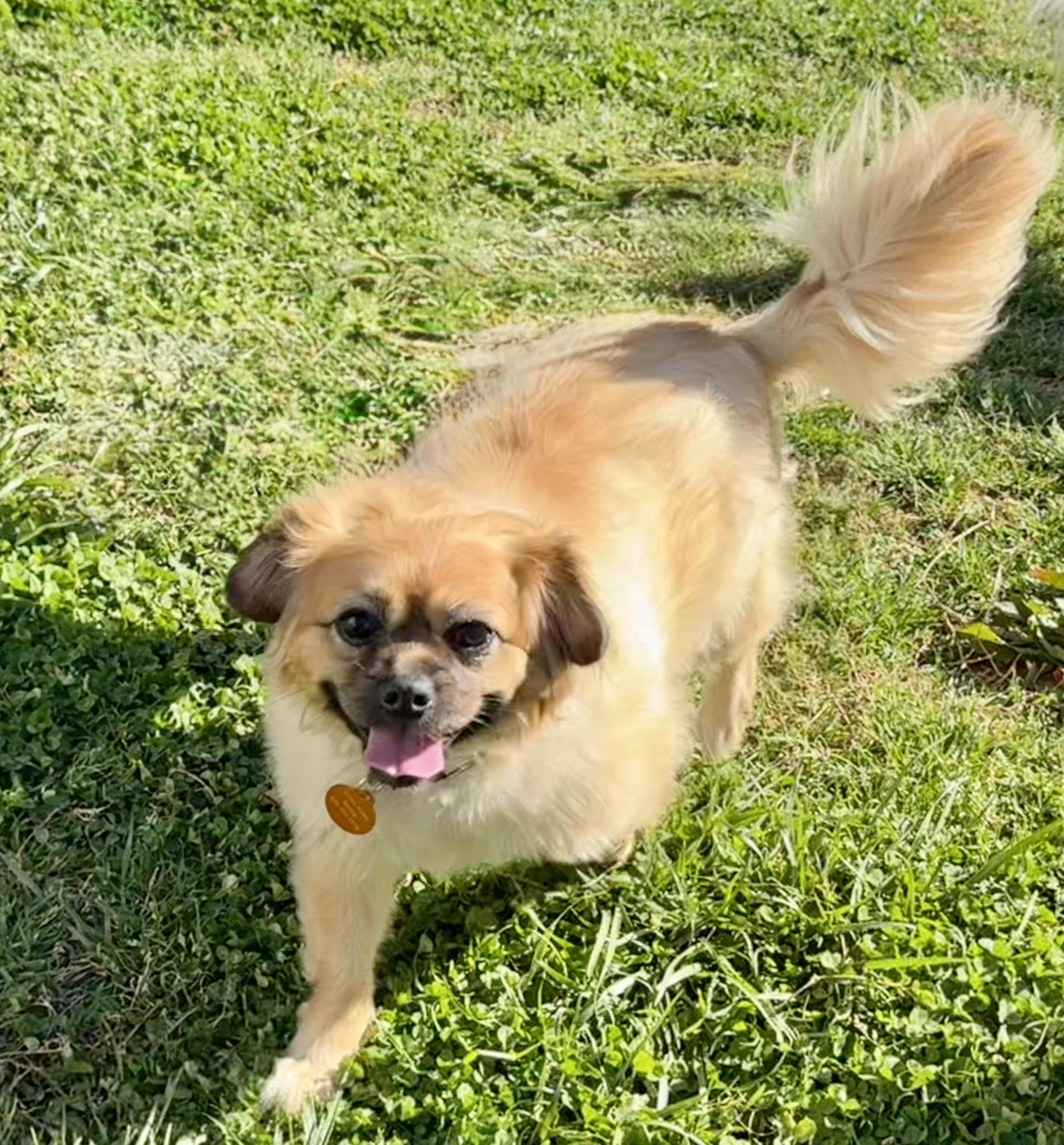 Ginger, a ADOPTABLE mixed breed in Maiden, NC image 4/6