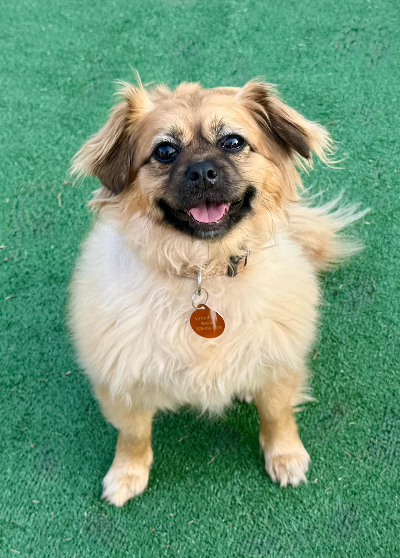 Ginger, a ADOPTABLE mixed breed in Maiden, NC image 3/6