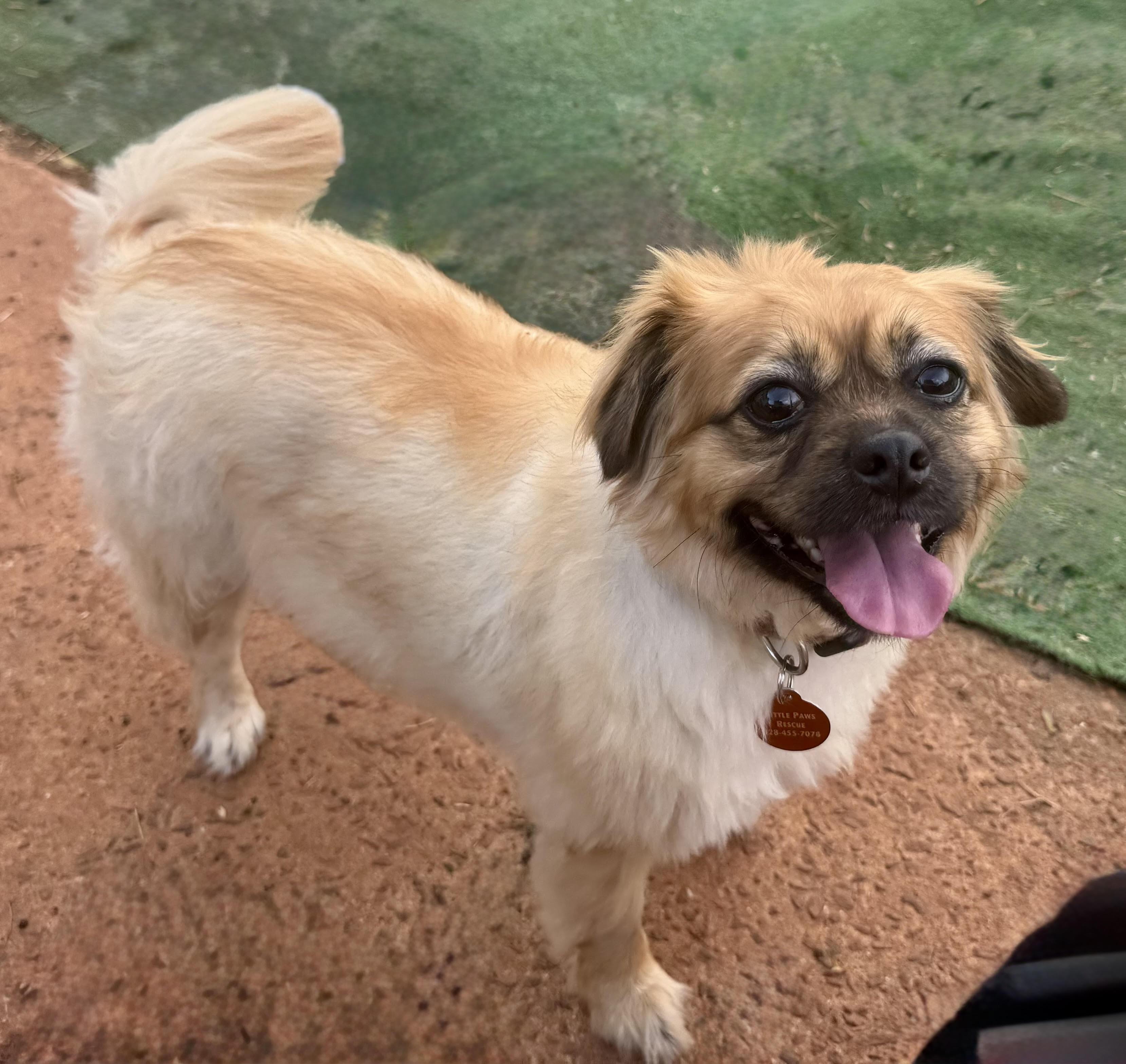 Ginger, a ADOPTABLE mixed breed in Maiden, NC image 5/6