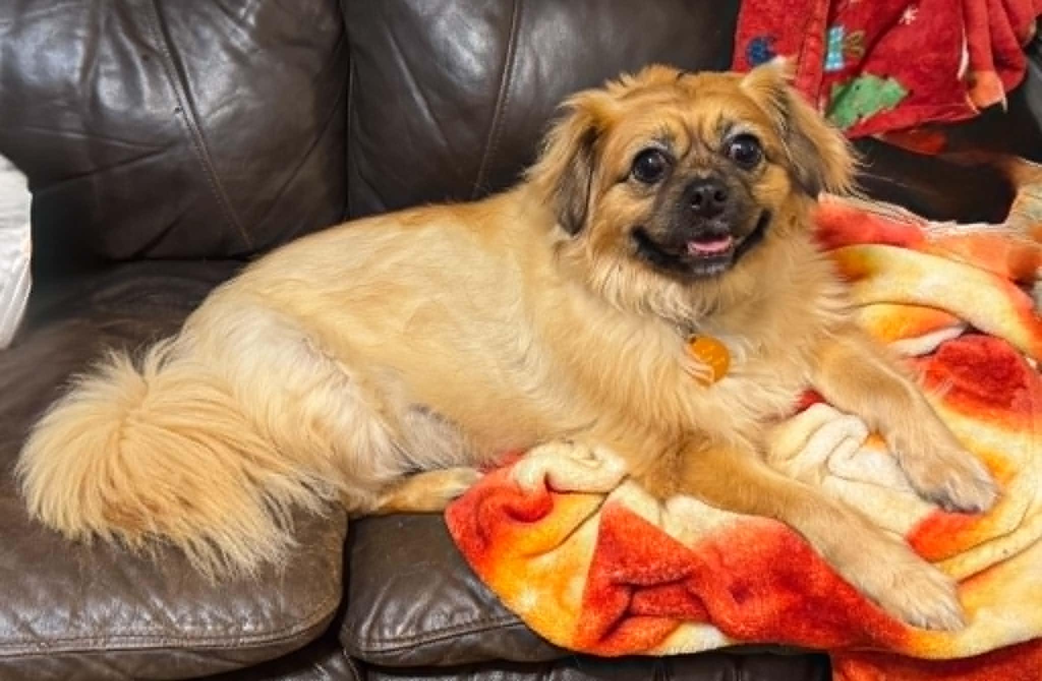 Ginger, a ADOPTABLE mixed breed in Maiden, NC image 6/6
