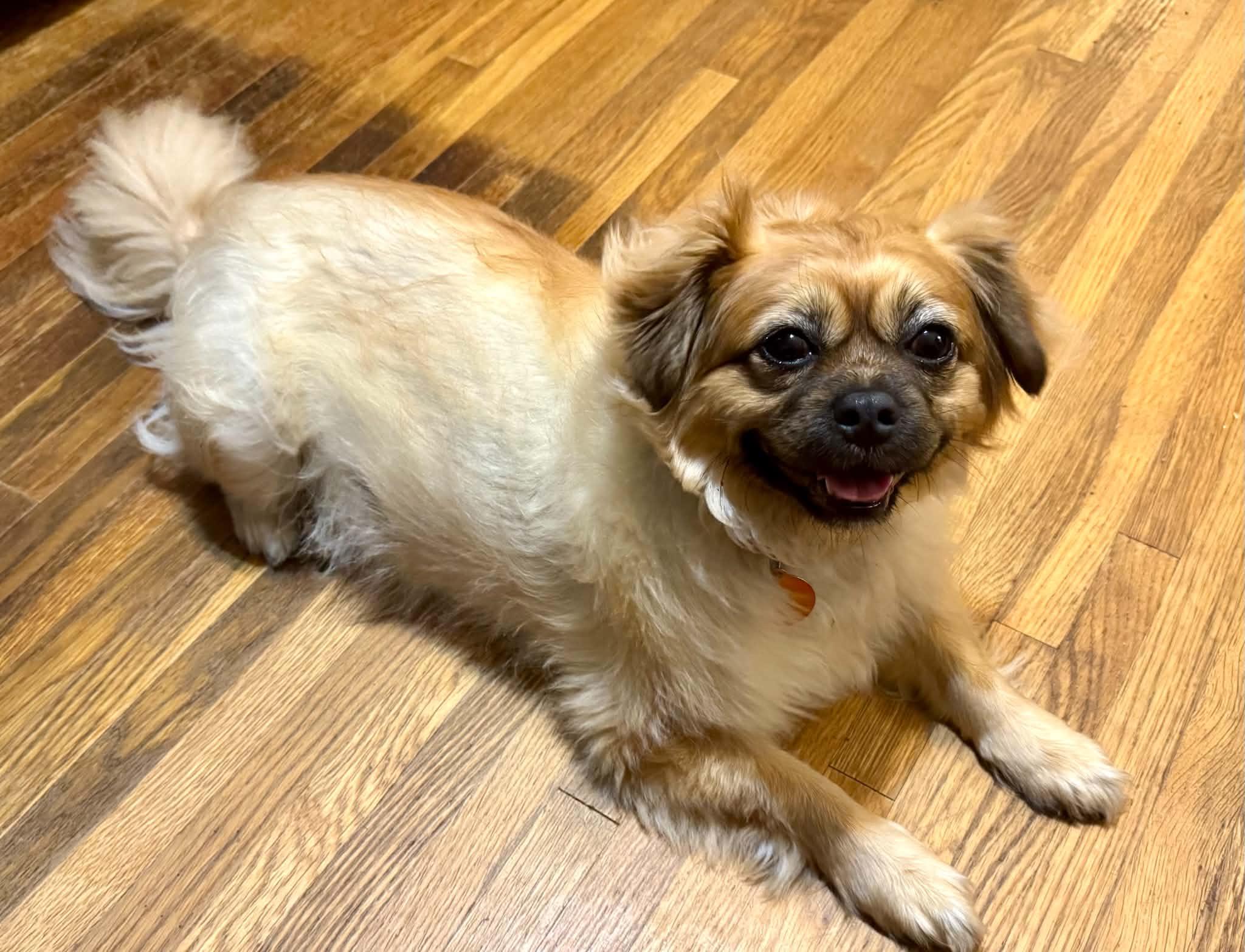 Ginger, a ADOPTABLE mixed breed in Maiden, NC image 2/6