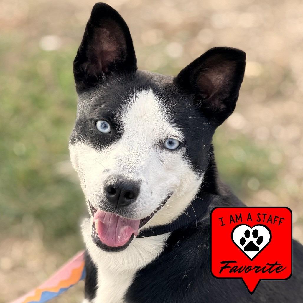 Miracle, Adoptable, Adult Female Terrier & Pomeranian.