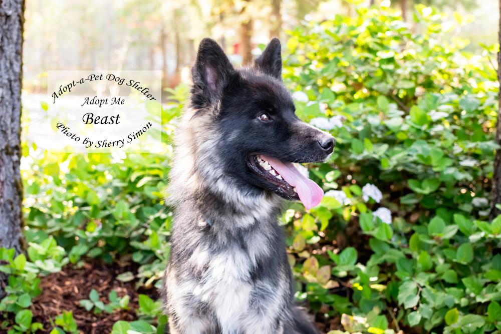 BEAST, a Adoptable Husky in Shelton, WA image 6/6