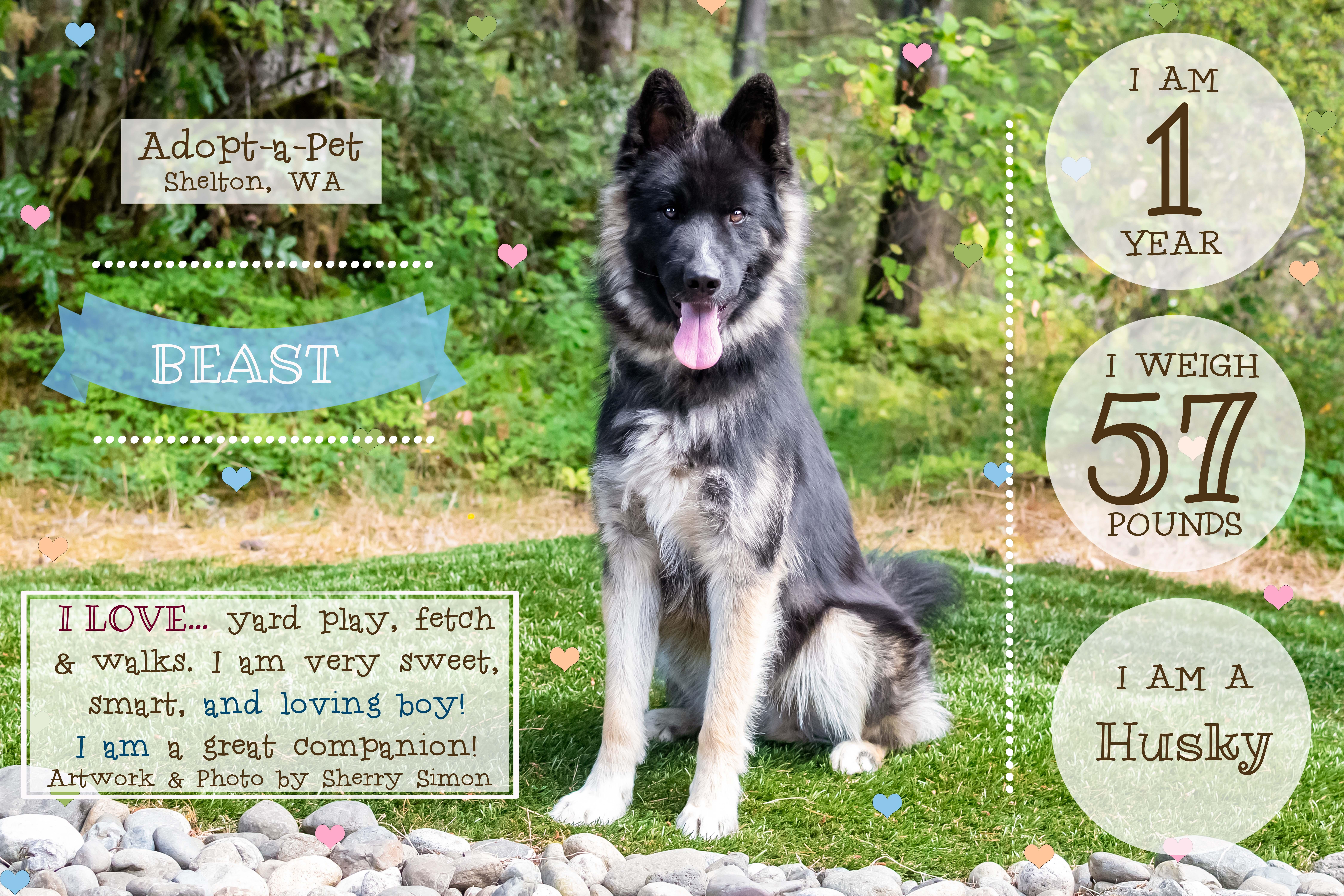 BEAST, a Adoptable Husky in Shelton, WA image 2/6