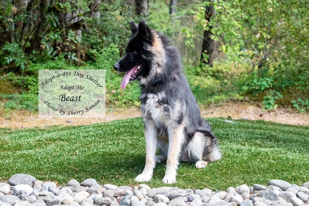 BEAST, a Adoptable Husky in Shelton, WA image 3/6