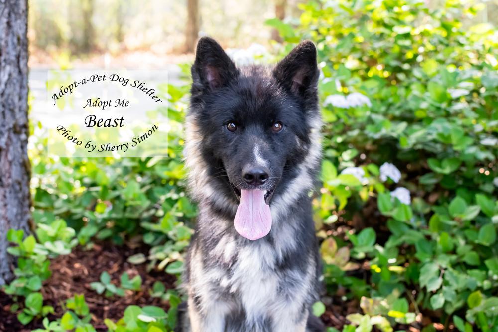 BEAST, a Adoptable Husky in Shelton, WA image 1/6