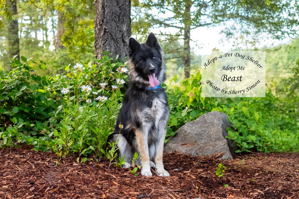 BEAST, a Adoptable Husky in Shelton, WA image 5/6