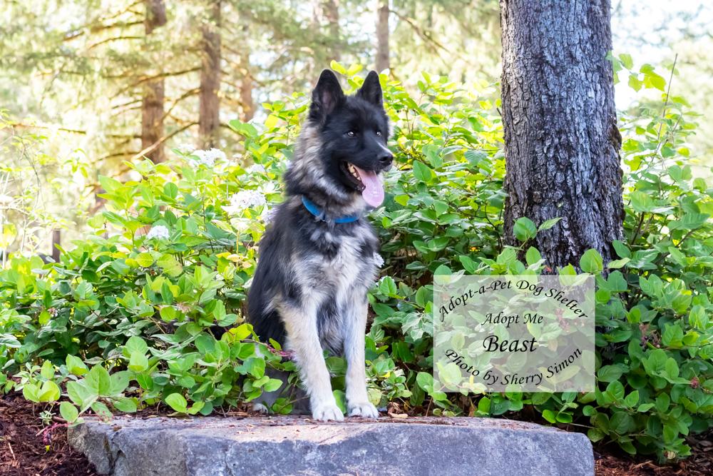 BEAST, a Adoptable Husky in Shelton, WA image 4/6