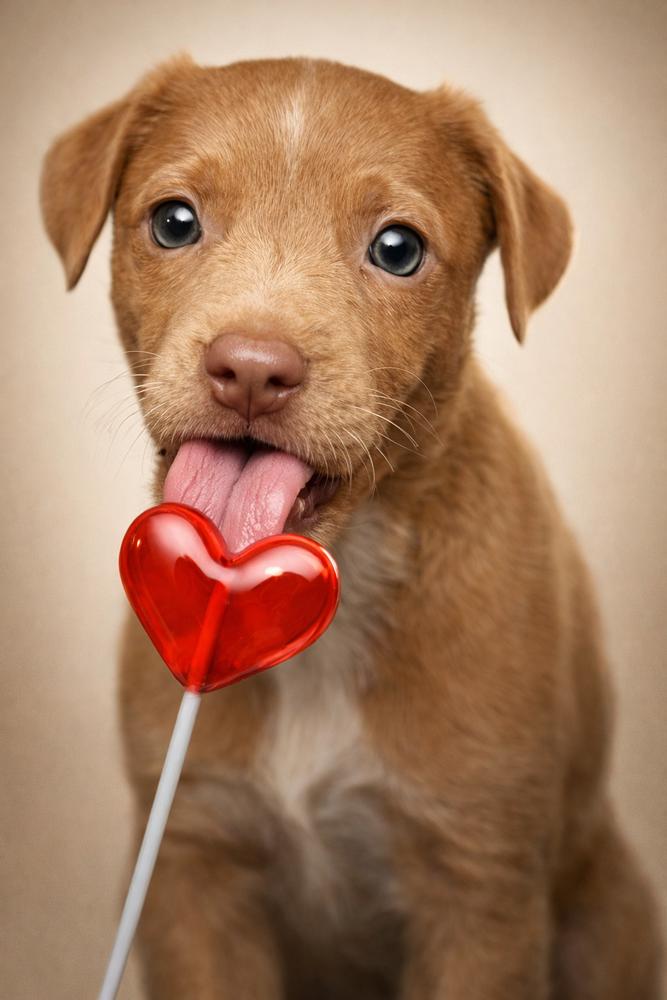 Girl Scout Cookie Crew - Samoa, Adoptable, Puppy Male Fox Terrier & Pit Bull Terrier.