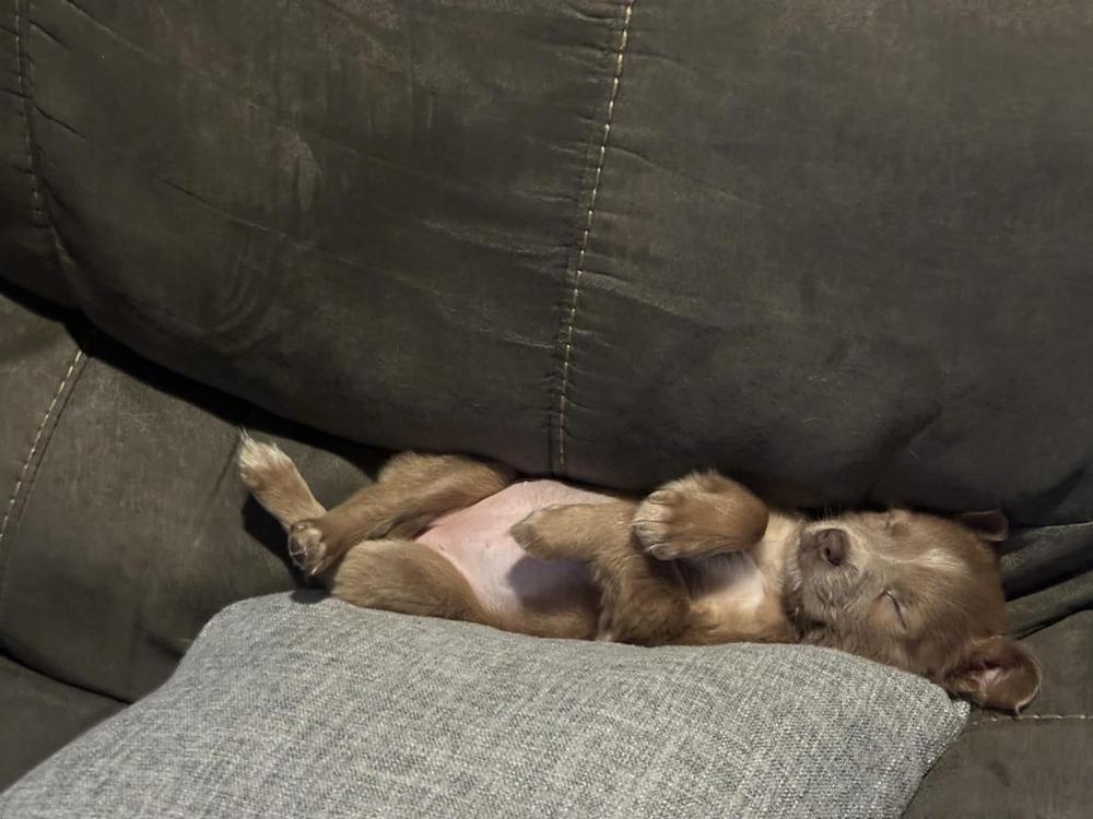 Enlarge Girl Scout Cookie Crew - Samoa, a Adoptable mixed breed in Sumter, SC image 6/6