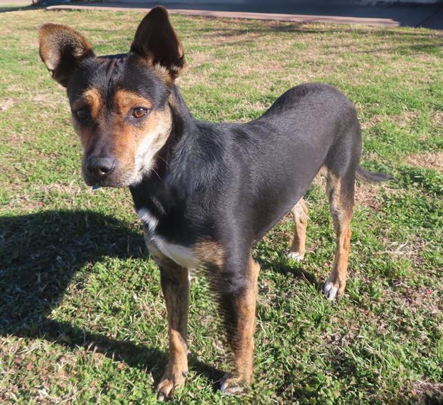 PETEY, Adoptable, Young Male Hound & Mixed Breed.