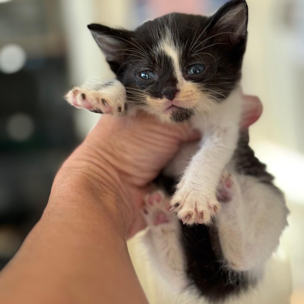 Zues, adopted, Young Male Domestic Short Hair.