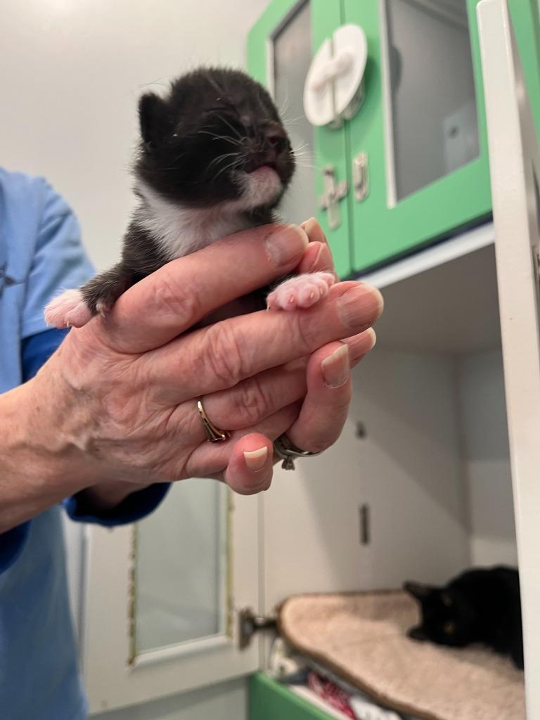 Maine, Adopted, Kitten Male Domestic Short Hair.