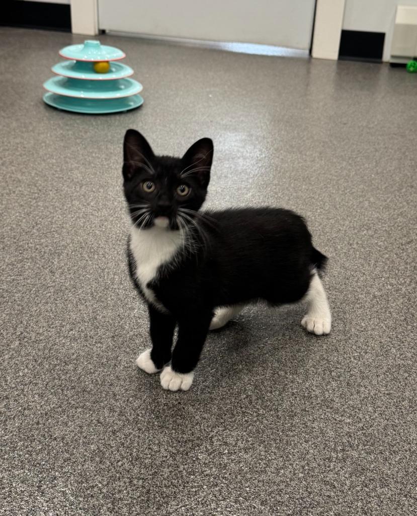 Enlarge Maine, a Adopted mixed breed in Lunenburg, VT image 2/2