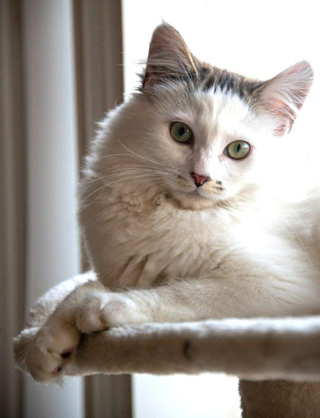 Andromeda, ADOPTABLE, Kitten Female Domestic Medium Hair.