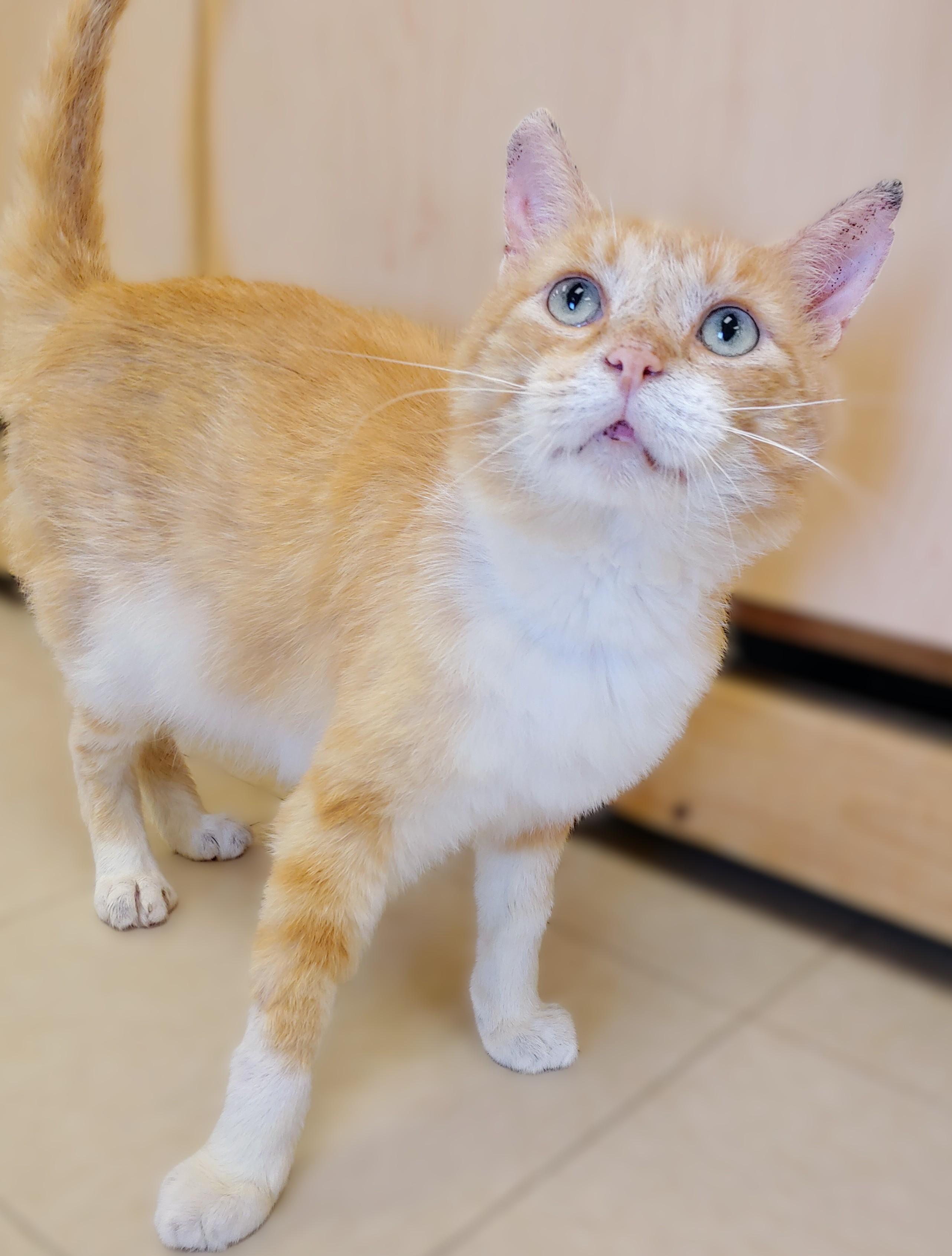 OJ, Adult Male Domestic Short Hair