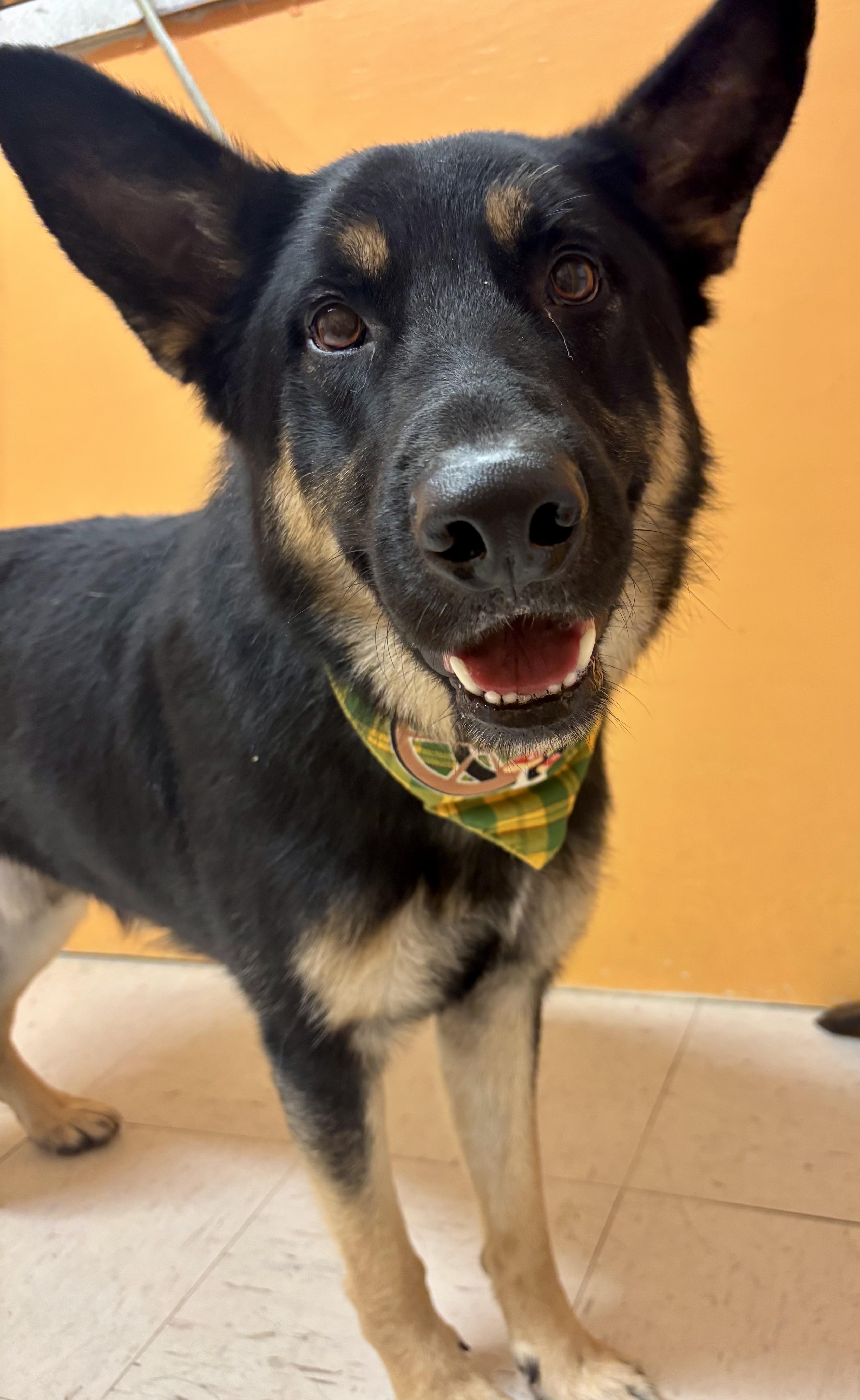 Enlarge ACE, a Adoptable mixed breed in Joshua Tree, CA image 1/2