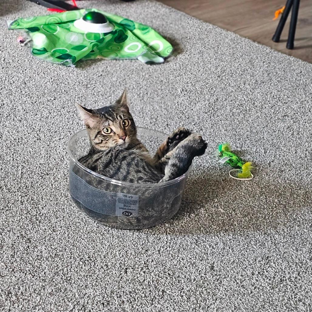 Tigger, Adoptable, Young Male Domestic Short Hair.