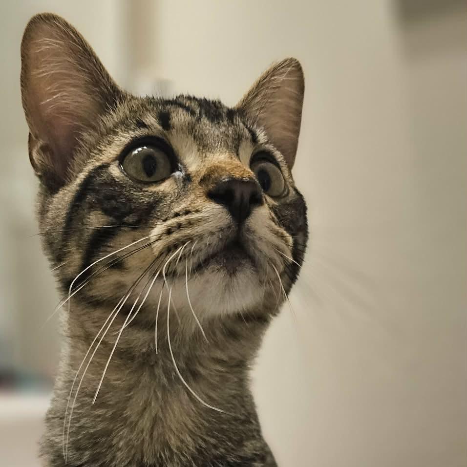 Enlarge Tigger, a Adoptable Domestic Short Hair in Sioux Falls, SD image 2/6