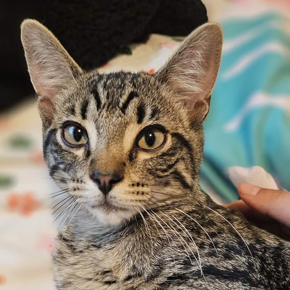 Tigger — thumbnail 4