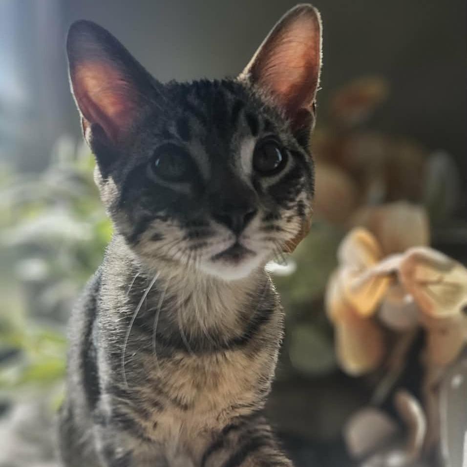 Enlarge Tigger, a Adoptable Domestic Short Hair in Sioux Falls, SD image 5/6