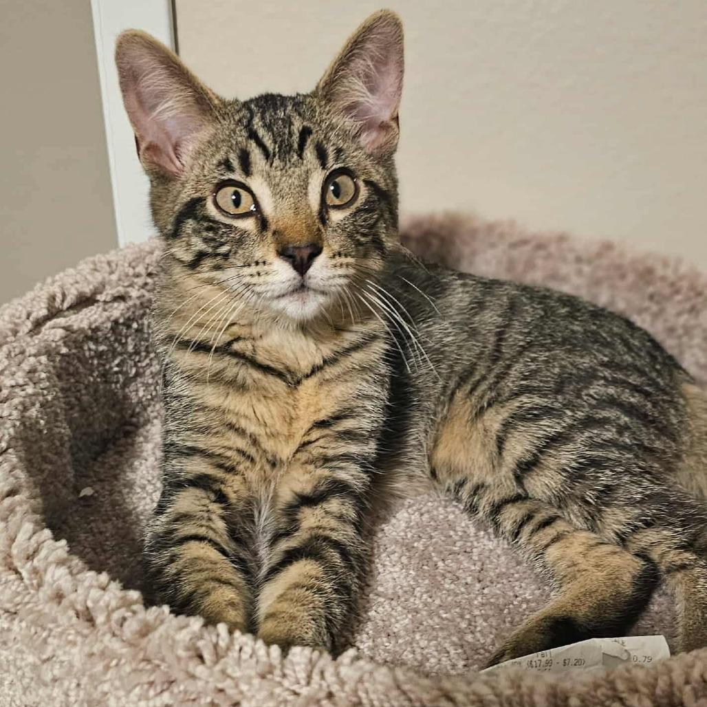 Tigger — thumbnail 6