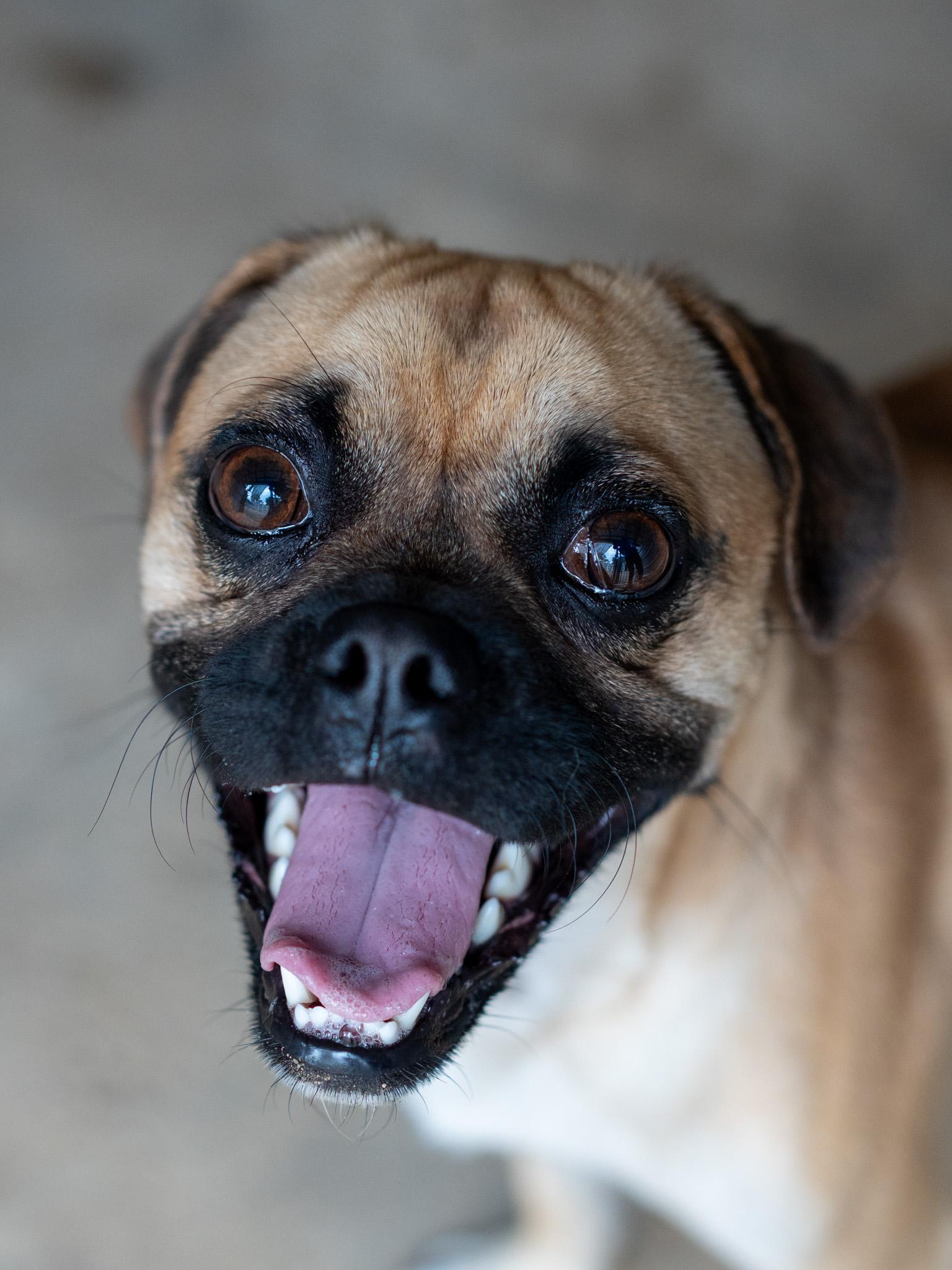 BRUSSEL, a ADOPTABLE mixed breed in Fresno, CA image 2/6